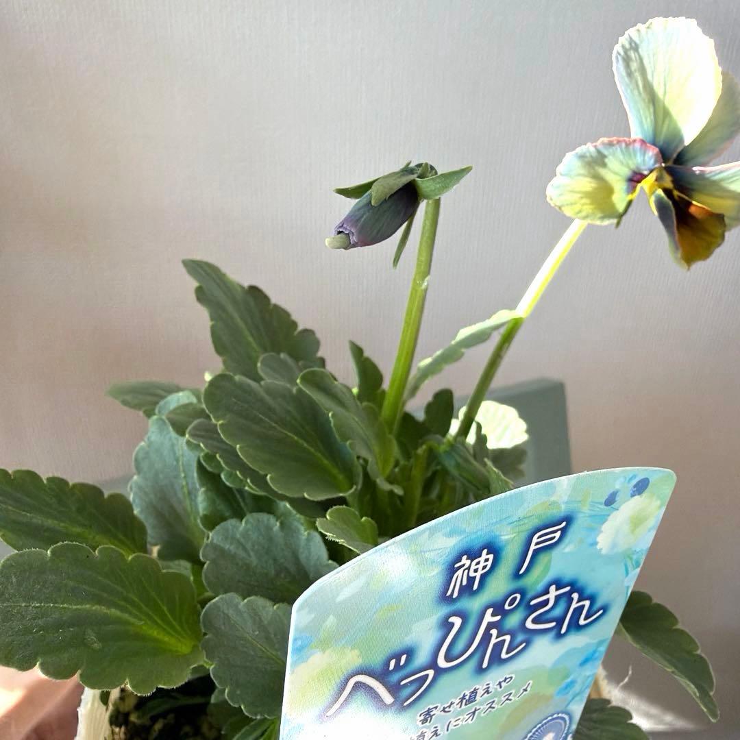 神戸べっぴんさん ビオラ 幻夢 滲みブルーグリーン系《12/13》 - メルカリ