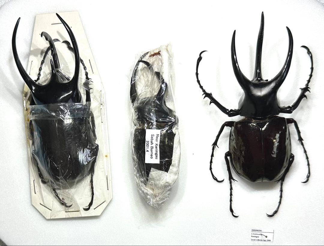 M*a様 【標本】 カルコソマ 3種セット