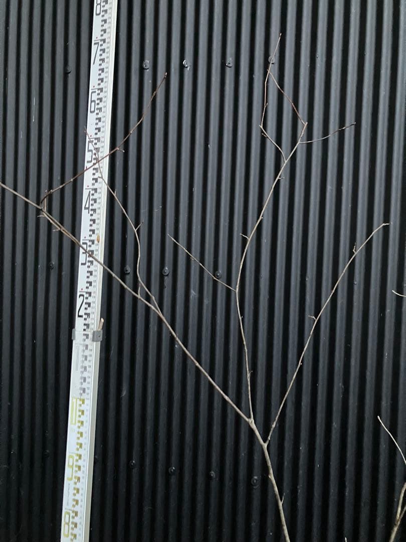 山採り アオダモ アズキナシ 混合株 - メルカリ