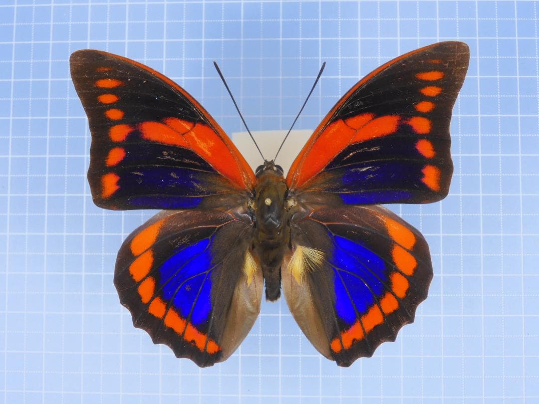 最終価格‼️タミラナルルリモンアゲハ♀ 標本 ☆南インド産☆98mm美麗