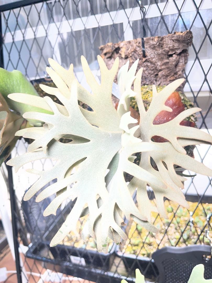 ビカクシダ P. willinckii Jenny TC スーパードワーフ - メルカリ