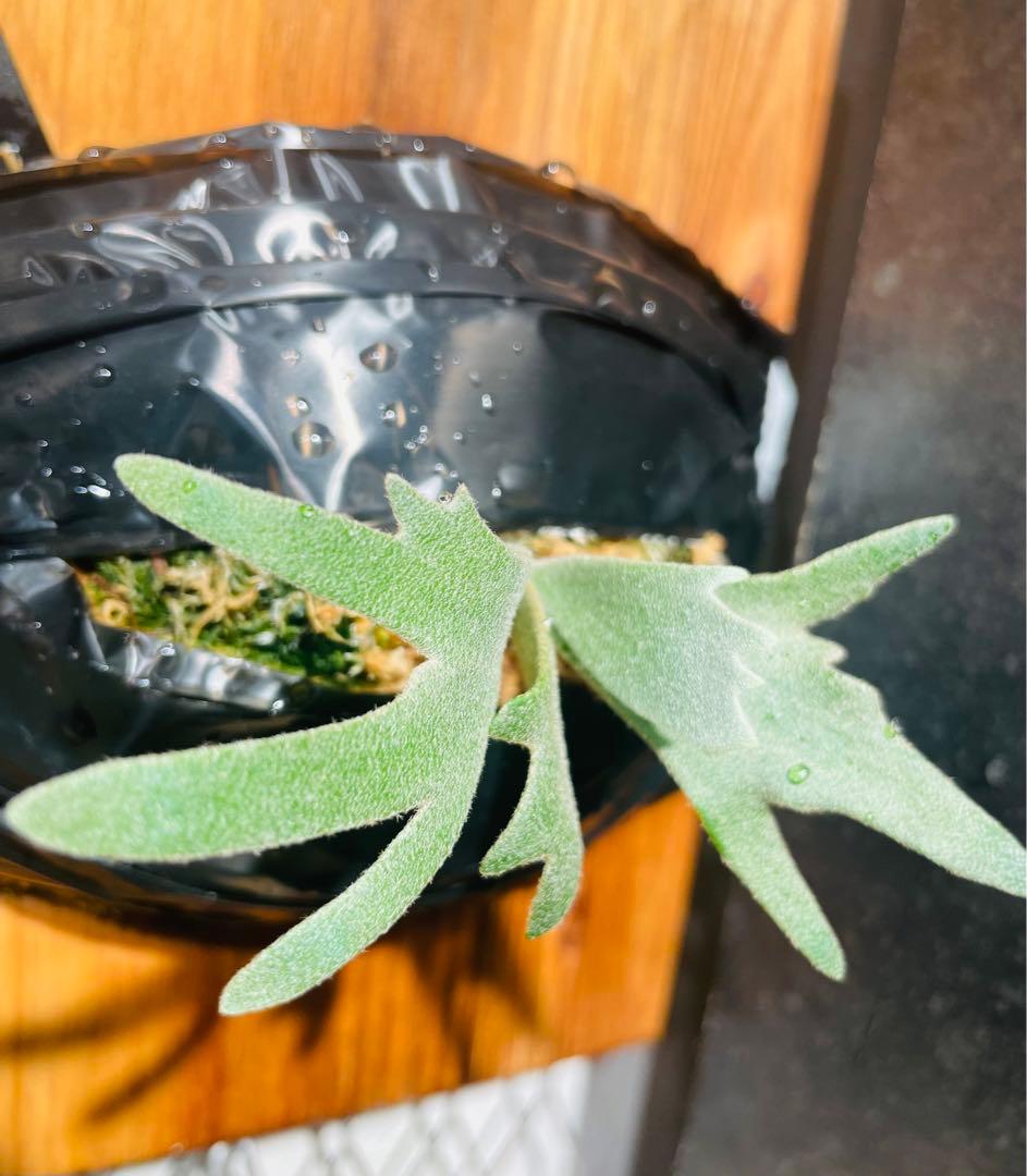 ビカクシダ アスラダ willinckii asurada sporeling - メルカリ