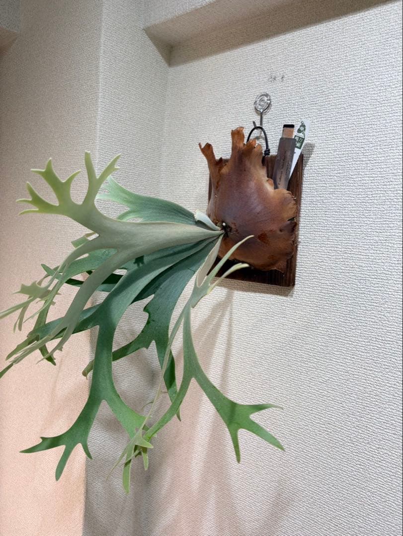 限定1株 P. willinckii 'Sailor Mars' OC