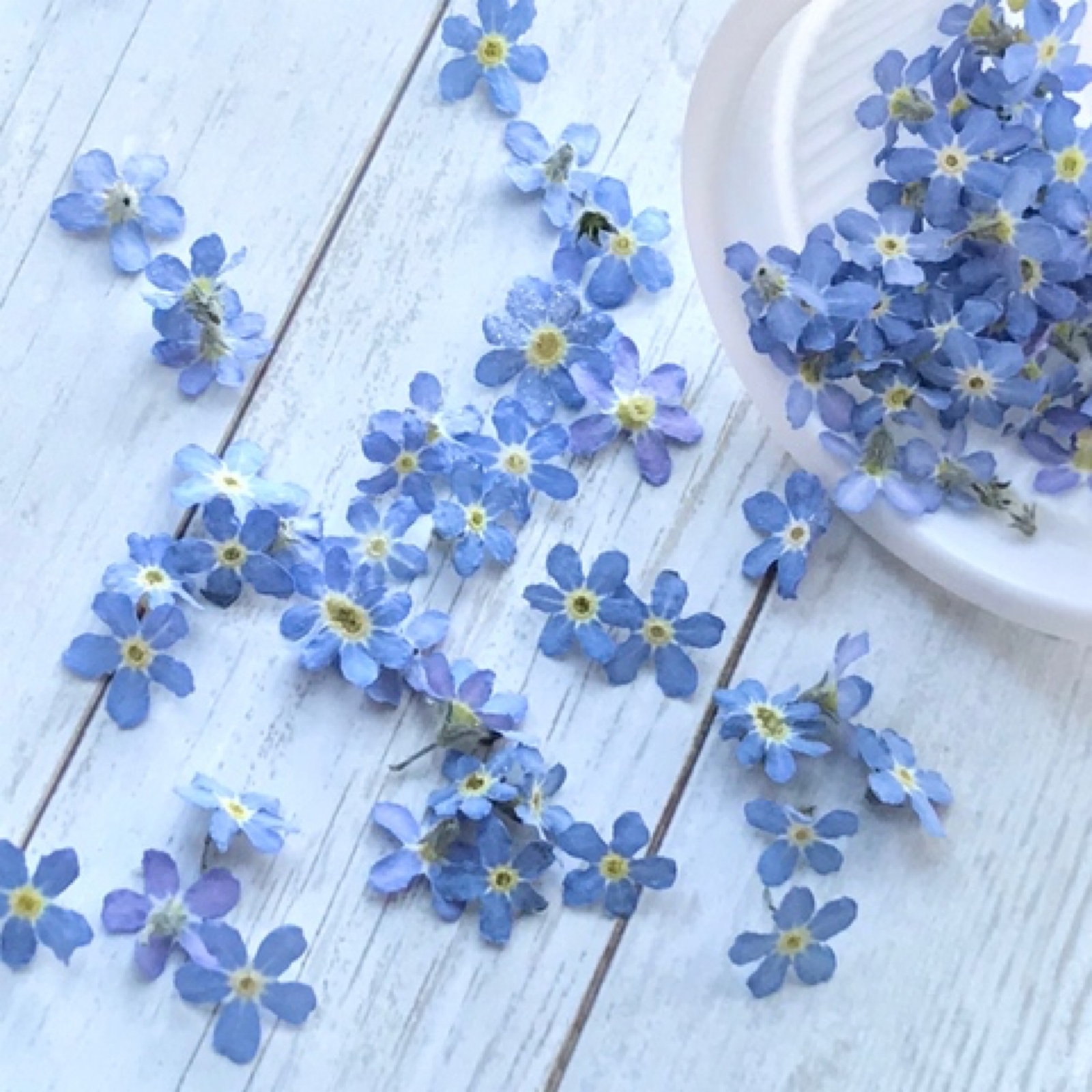 2026勿忘草＊ドライフラワー - 雀雑貨店 | minne byGMOペパボ 国内最大