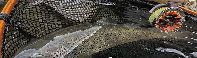 セントクロイ ロッド | St. Croix Japan | フライ ロッド