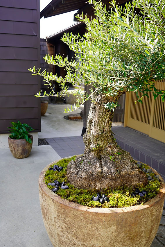 オリーブ古木納品