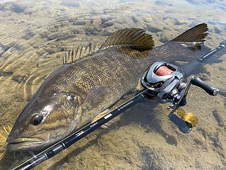 Pulchra62B+｜プルクラ62B+