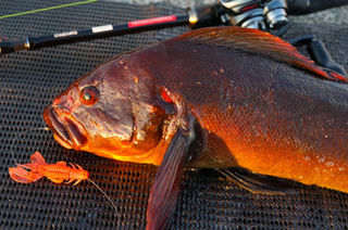 Ocellate59B+ | TRANSCENDENCE