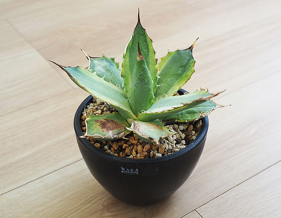 白鯨改め、ナンバーワン錦を再生する | Resistance Design / 滋賀