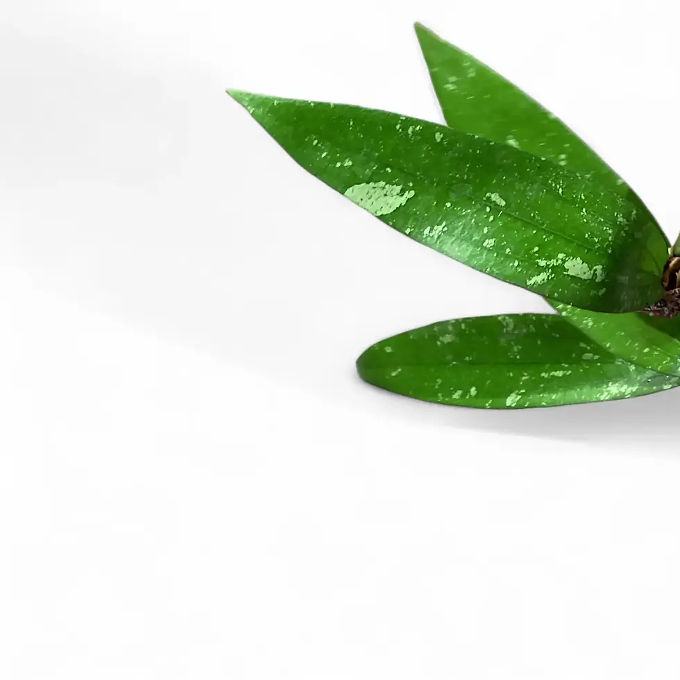 Anthurium ivanportillae - order online at Foliage Factory