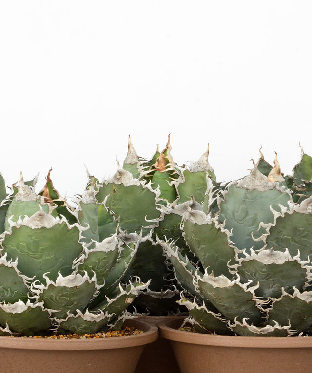 AGAVE | CACTUS GREEN［カクタスグリーン］ | 日本