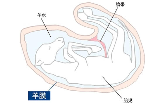 FEMININE CARE | 全身脱毛サロンのストラッシュ【STLASSH公式】